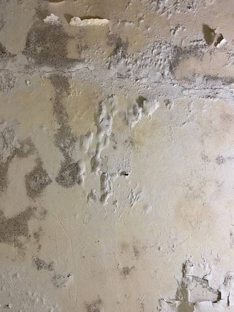 Mold Removal and Inspection in Arvin, CA